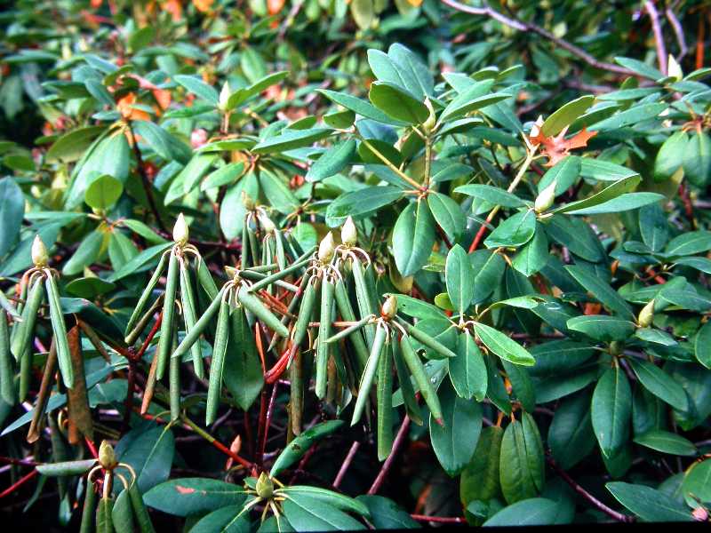 Phytophthora Root Rot of Trees and Shrubs